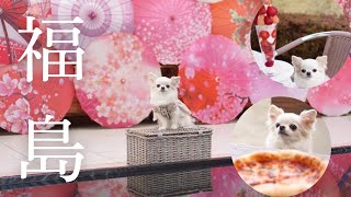 愛犬チワワと福島🚗人気いちごパフェ＆隠れ家パンやさん🍞アンブレラスカイが素敵すぎた♡【EN SUB】