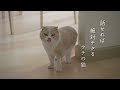 【京都銀行】京銀川柳劇場｜第二話　「ウチの猫」篇　１５秒