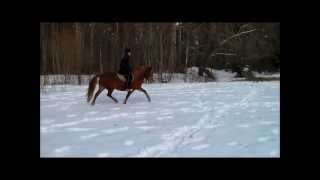 MÜÜDUD eesti tõugu hobune - Voore Toora/ The Estonian Native Horse - Voore Toora for sale