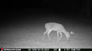 Sept 15th - 21st, 2024 Weekly Video of Bucks that Farm. #deer #whitetaildeer #wildlife #Buck