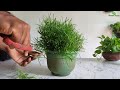 how to grow grass like a hanging ball without maintenance hanging plants ideas green plants