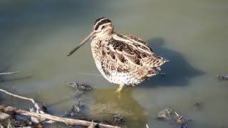 タシギ(田鴫)の羽繕い　～ Common snipe preening ～