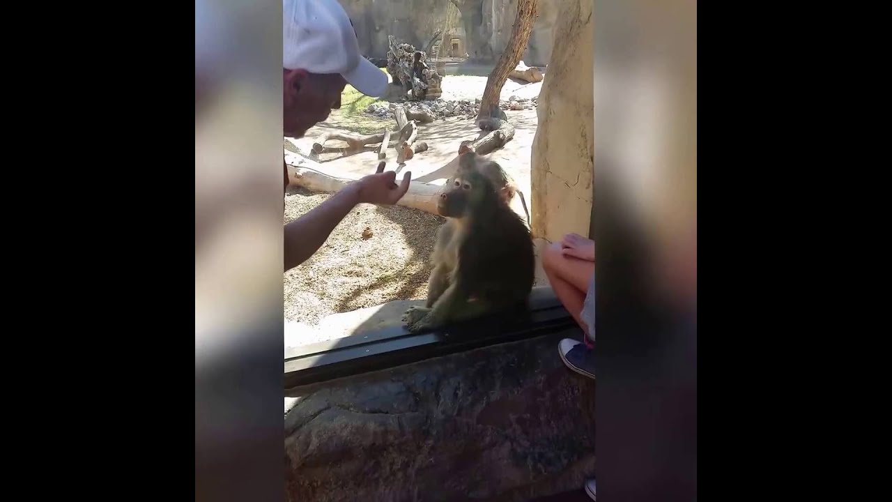 Monkey's Reaction To Magic Trick Is Too Awesome - YouTube