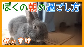 【ネザーランドドワーフ】みぃすけの朝の過ごし方【うさぎ動画】[Netherland dwarf] how to spend the morning of the morning