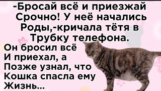 Она стала его спасителем..Беременная кошка 🐈