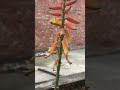 aloe vera flowers