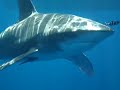 longimanus oceanic whitetip shark movie