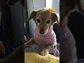 doglover minigolden cutedogvideos suscribete like