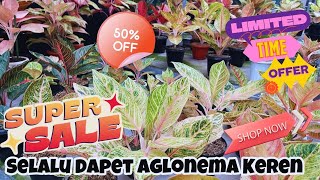 SELALU DAPET AGLAONEMA KEREN DAN HARGA YANG OKE DISINI. ID NYA INCARAN WARGA. Eps 1219