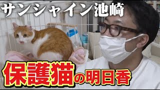 【保護猫活動】第1話 猫おじさん保護猫明日香と出会う【サンシャイン池崎】