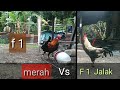 Ayam Hutan Merah Sumatera f1 bulu jalak