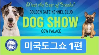 미국도그쇼 Golden Gate Dog Show 2020 샌프란시스코 울리불리TV ( #WoollyBullyTV )