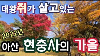 2022년 아산 현충사의 가을 @mystorychannel3768  충무공 이순신 장군의 현충사에는 대왕쥐도 살아요~