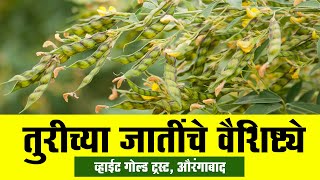 तुरीच्या जातींचे वैशिष्ट्ये व गुणदोष  #शेती #सोयाबीन #कापूस #तूर