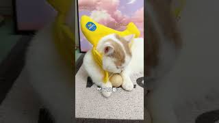 【菠蘿包的日常】啊？？？這到底是什麽東西啊？？？#貓 #萌寵 #可愛 #cutecats