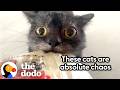 Cats Who Own Their Parents | The Dodo