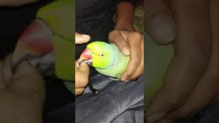 o besharam o bewafa song | parrot funny video 😂😂