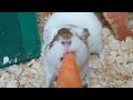 Chip Wants Scruffs Carrot