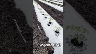 Syngenta 6242 Tomato 🍅 | 10 days completed Farmer Name - Aditya Hande #ndkfarming #syngenta #6242