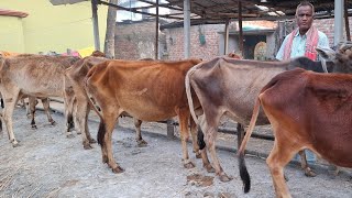 আজ ২৪/২/২৫ | সবচেয়ে শুকনো হাড্ডিসার গাভী গরুর প্যাকেজ | দিনাজপুর