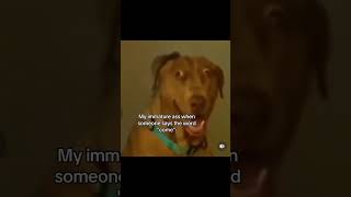 POV: My immature a*s #lol #funny #bruh #trending #shorts #meme #memes #dog #dogs #doglover #viral