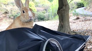 Rabbit too curious to see carrots for the first time