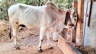 పెద్ద సైజు నాటు ఎద్దులు అమ్ముతారు +91 99897 78540|bulls  for sale