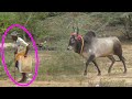 தாத்தாவின் வளர்ப்பு 🥰❤🥰|jallikattu|jallikattu video|Pudukkottai jallikattu|thanjavur jallikattu