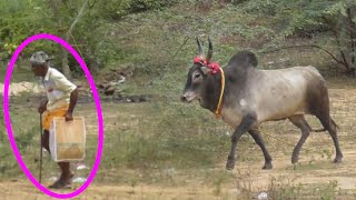 தாத்தாவின் வளர்ப்பு 🥰❤🥰|jallikattu|jallikattu video|Pudukkottai jallikattu|thanjavur jallikattu