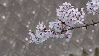 Cherry Blossom  - The Flower of the Samurai