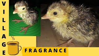 #turkeychick வான்கோழி குஞ்சு பொரித்தது/ Birth of our turkey chick in tamil