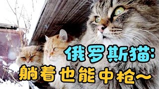 猫界中的吴彦祖，西伯利亚猫为什么能获得中国网友的热烈追捧