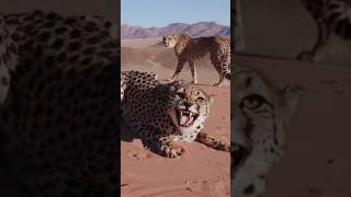 Zero To Sixty In 3 Seconds: The Cheetah