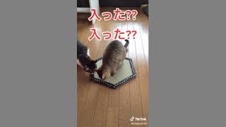 猫ホイホイ畳を買ってみた��(昨日の動画の元データ) #猫ホイホイ #猫転送装置 #猫 #猫好き #猫好きさんと繋がりたい #ねこ #ネコ