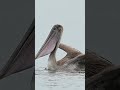 Hungry pelican dives into the ocean and swallows a huge fish whole. #bird