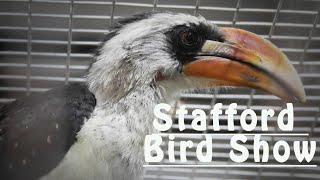 $$INCREDIBLE$$ - Stafford Bird Show - October 2019 UK