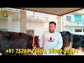 15 cows for sale 15 ਗਾਵਾਂ ਵਿਕਾਊ ਪਿੰਡ ਸੈਦੋਕੇ