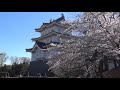 【満開の桜】熊谷桜堤・前玉神社・さきたま古墳公園・忍城【埼玉県熊谷市・行田市】