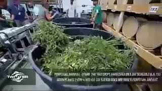 The largest weed farm in the world |Amazing, Bizarre \u0026 Weird | MEGAZONE | MEGAZADA