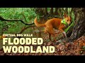 [NO ADS] Dog TV for Dogs to Watch 🐕 Virtual Dog Walk through Woodland 🌲 Relaxing Nature Sounds