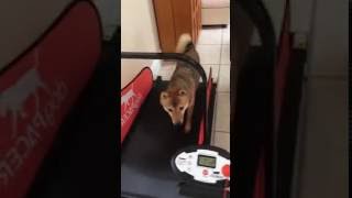 Sheba Inu, Doggie workout on Treadmill