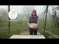 cardoon harvesting preparing for cooking asmr