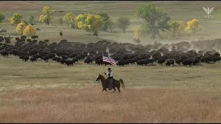 2023 Custer State Park Buffalo Roundup (Live Stream) | SDPB