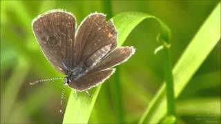 COOLPIX P610 TEST Female Short-tailed Blue ツバメシジミのメス