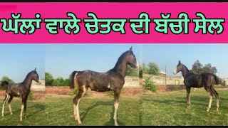 ਨੀਲੀ ਚੰਬੀ ਵਛੇਰੀ ਸੇਲ#hourseriding#malwavlog