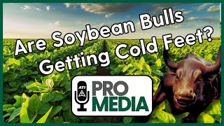 Are Soybean Bulls Getting Cold Feet?