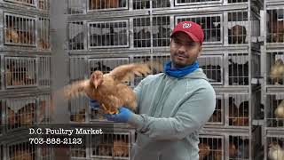 VATV | DC Poultry Market: The First Interview