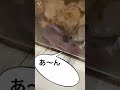 スキニーゴールデンハムスターのあくび