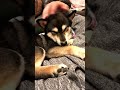 黒柴　柴犬オミソ　撫で撫で