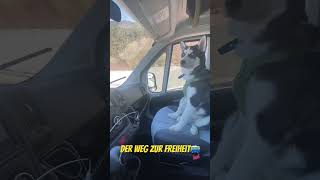 Husky-Kapitän: Unterwegs im Wohnmobil!